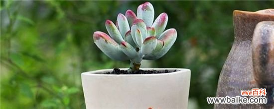 多肉叶片白霉斑的救治方法