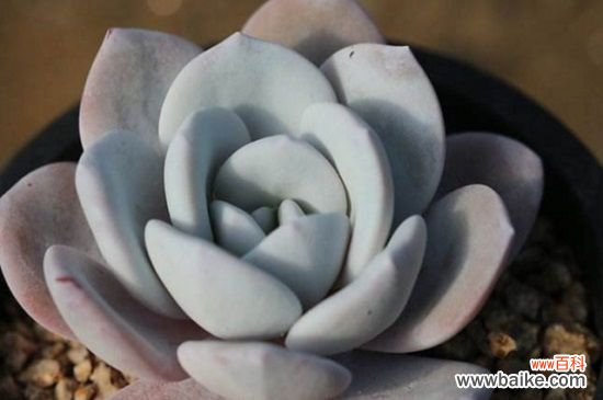 多肉叶片白霉斑的救治方法