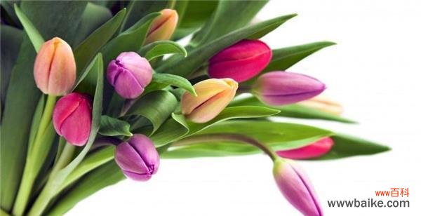 揭秘郁金香花语的深意 春节郁金香的花语