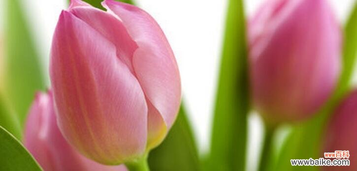 揭秘郁金香花语的深意 春节郁金香的花语