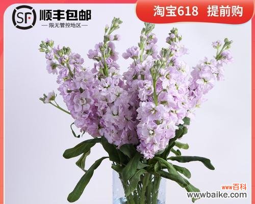 揭秘紫罗兰花卉的神秘魅力与疗愈效果 紫罗兰花卉的栽培与意义