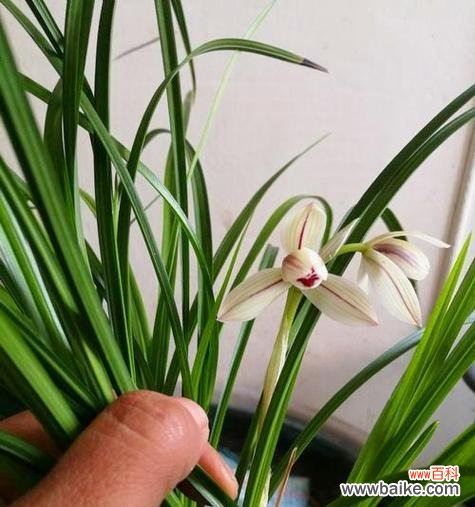 培育优美兰花的关键 兰花养殖的技巧与讲究