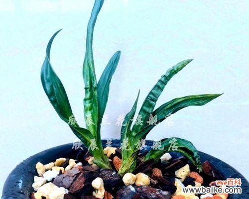 培育优美兰花的关键 兰花养殖的技巧与讲究