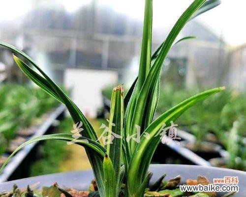 培育优美兰花的关键 兰花养殖的技巧与讲究