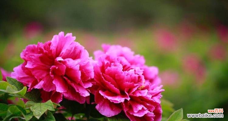 以母子为主题的中国艺术 中国母子象征艺术