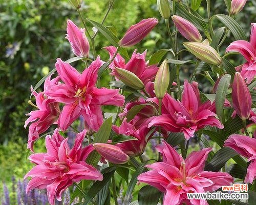 绽放于清雅之间 竹叶百合,静心自在