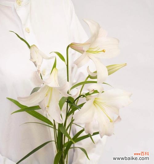 绽放于清雅之间 竹叶百合,静心自在