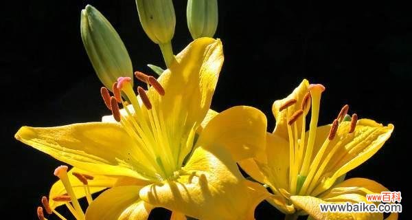 绽放于清雅之间 竹叶百合,静心自在