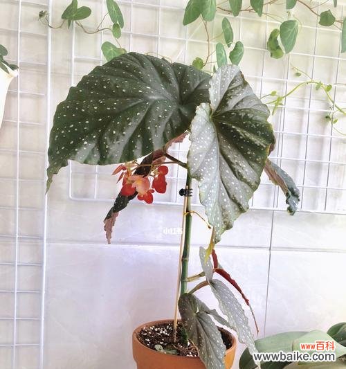 传承千年的芳香之花 竹节秋海棠的花语与意义