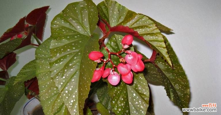 传承千年的芳香之花 竹节秋海棠的花语与意义