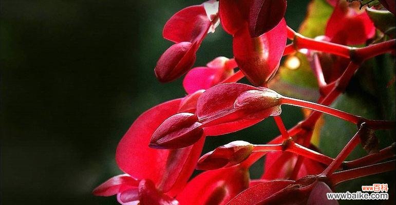 传承千年的芳香之花 竹节秋海棠的花语与意义