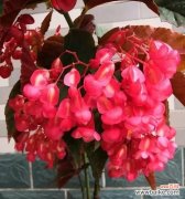 探寻竹节海棠的花语与寓意 竹节海棠花语与寓意