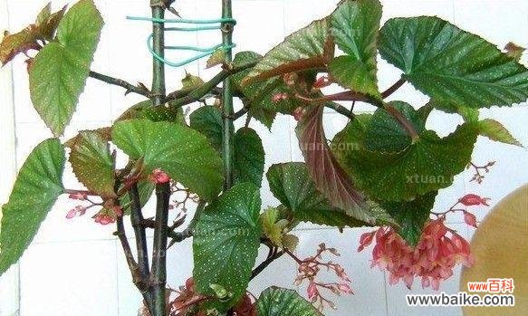 探寻竹节海棠的花语与寓意 竹节海棠花语与寓意