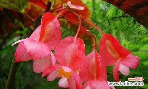 探寻竹节海棠的花语与寓意 竹节海棠花语与寓意