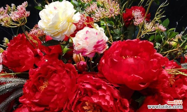 探索朱槿牡丹的花语 朱槿牡丹花语