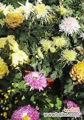 探索重瓣菊花的美丽内涵及象征意义 以重瓣菊花的花语和象征