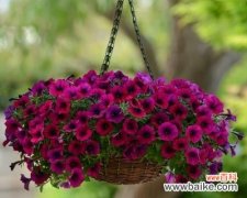 以花开为证 重瓣矮牵牛花语，传递爱与美的讯息