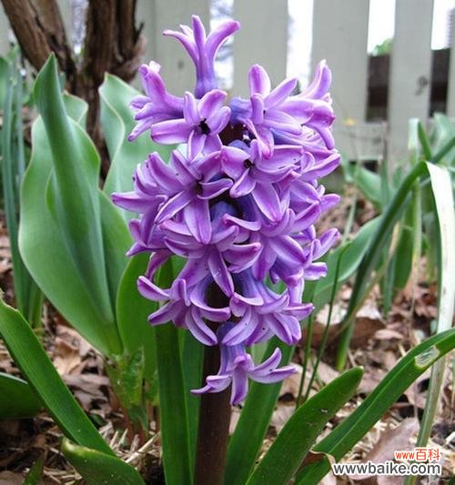 探寻紫色风信子花语的含义与象征 紫色风信子花语