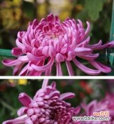 探寻紫菊花的花语与象征 紫菊花