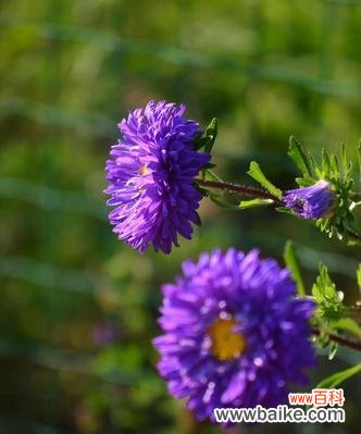 探寻紫菊花的花语与象征 紫菊花
