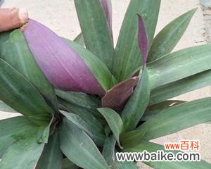 探索紫背万年青花语的奇妙意义 紫背万年青花语