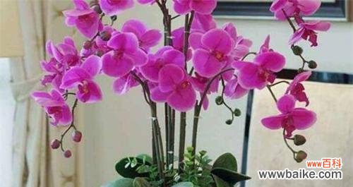 探寻蝴蝶兰花语中的各种颜色 缤纷色彩的蝴蝶兰花语