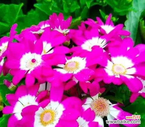 追寻幸福的瓜叶菊 瓜叶菊的花语