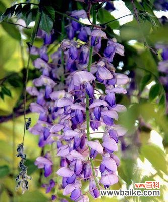 在紫藤花下 紫藤花语