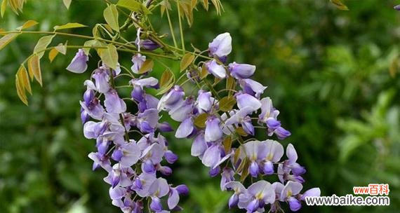 在紫藤花下 紫藤花语