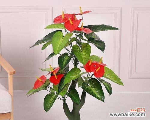 绿色生机点缀家居 室内植物装饰的美妙意义