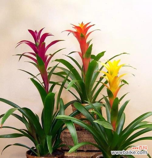 绿色生机点缀家居 室内植物装饰的美妙意义