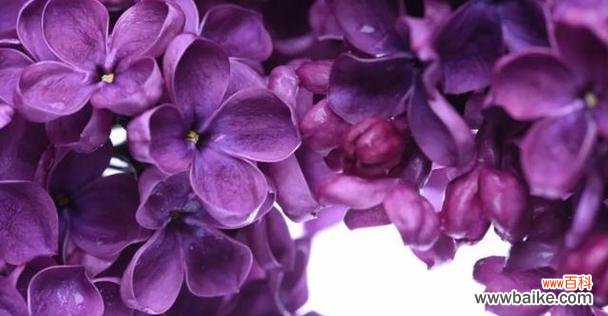 用芬芳与色彩讲述情感故事 丁香花语