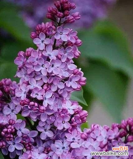 用芬芳与色彩讲述情感故事 丁香花语