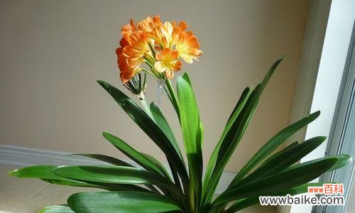 探索君子兰的花语 君子兰之花语