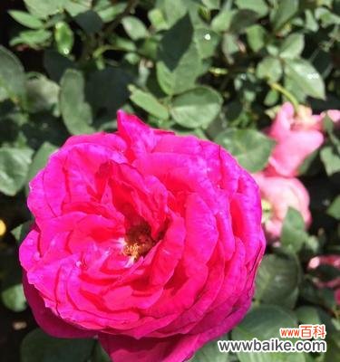 美丽花园的必备之选 探索灌木月季的魅力