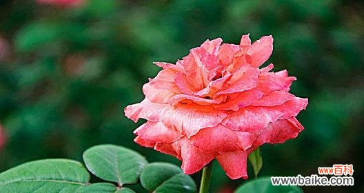 美丽花园的必备之选 探索灌木月季的魅力