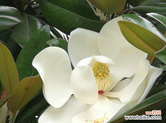 广玉兰花的文化内涵与寓意 广玉兰花的象征意义