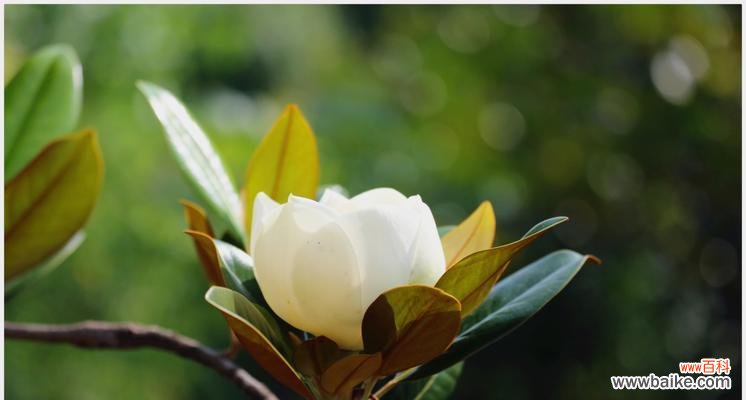 广玉兰花的文化内涵与寓意 广玉兰花的象征意义