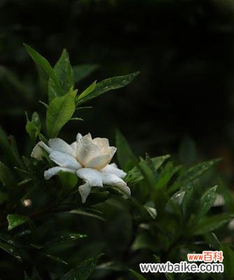 探究栀子花的文化内涵及象征意义 栀子花的花语象征与寓意