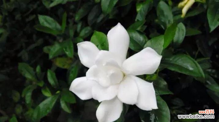 探究栀子花的文化内涵及象征意义 栀子花的花语象征与寓意