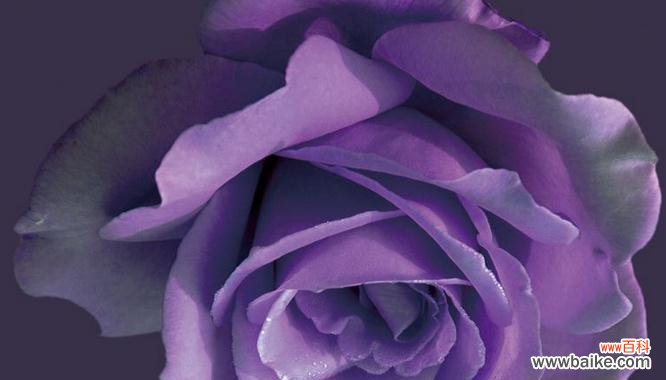 揭秘六种不同的花语,送出爱的暗示 六朵玫瑰花语的含义