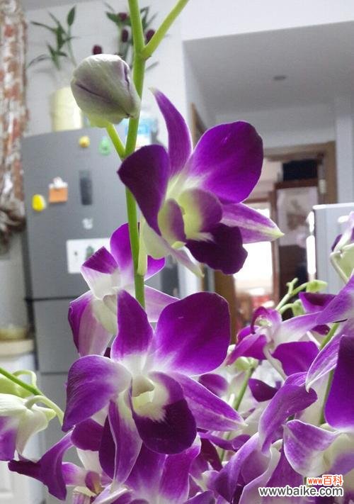 紫色花朵的寓意与文化内涵 紫色的花语——寄托幽香