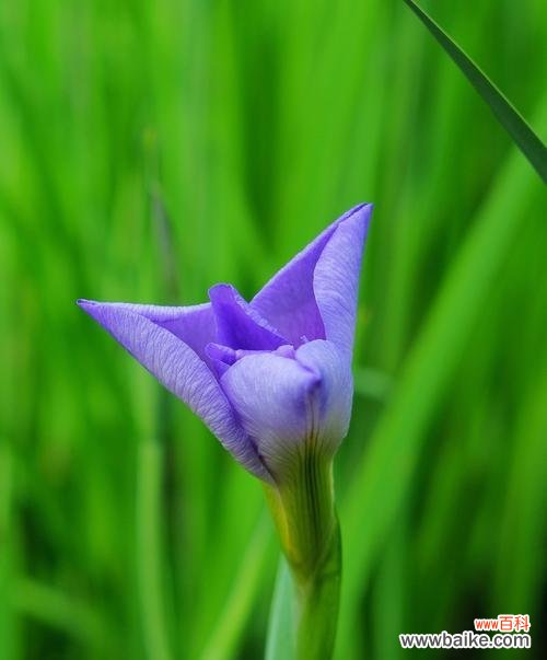 揭示花卉的文化内涵与情感价值 鸢尾草的意义与象征