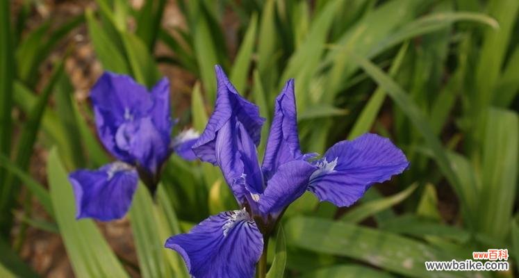 揭示花卉的文化内涵与情感价值 鸢尾草的意义与象征