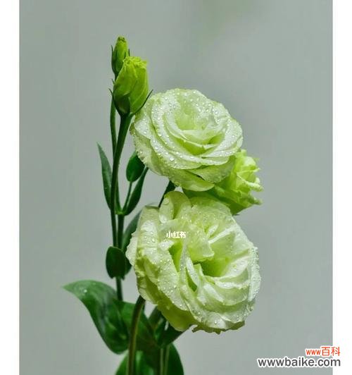 探秘洋桔梗花的象征意义与神秘力量 洋桔梗的花语和寓意