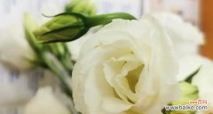 探秘洋桔梗花的象征意义与神秘力量 洋桔梗的花语和寓意