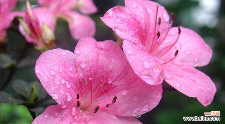 探寻杜鹃花的神秘内涵 杜鹃花语象征与寓意