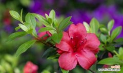 探寻杜鹃花的神秘内涵 杜鹃花语象征与寓意