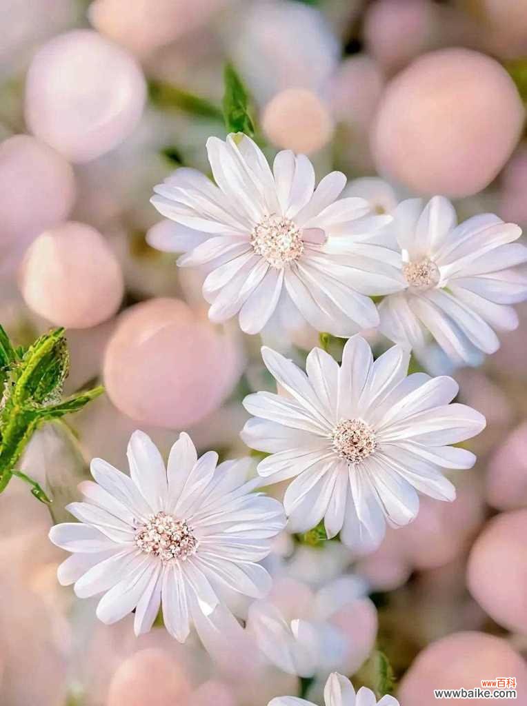 雏菊之美，花语传情 传递真挚的心意，浓郁的花语——解读雏菊的花语及寓意