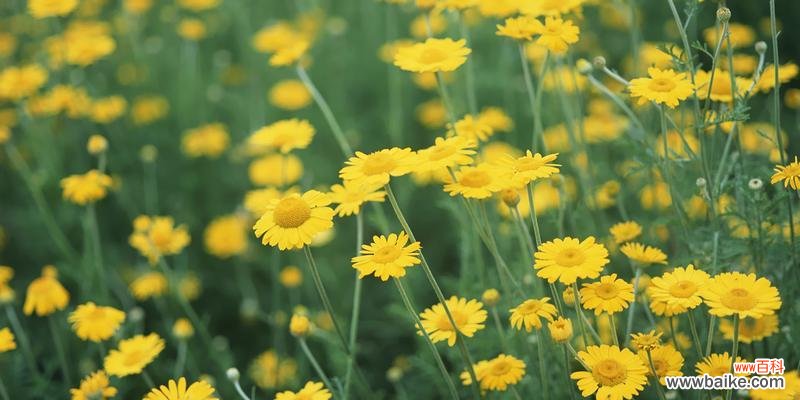 雏菊之美，花语传情 传递真挚的心意，浓郁的花语——解读雏菊的花语及寓意
